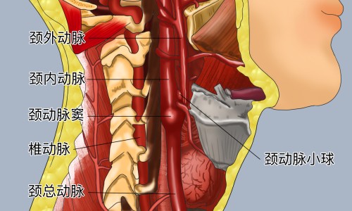 补心气口服液的功效和副作用-天津格林国际幼儿园学费专区_补心气口服液主治什么病的专区_补心气口服液主治什么病网